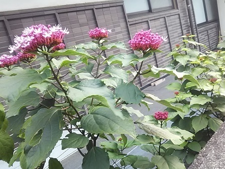 DSC_0033.JPG