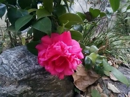 DSC_0092.JPG