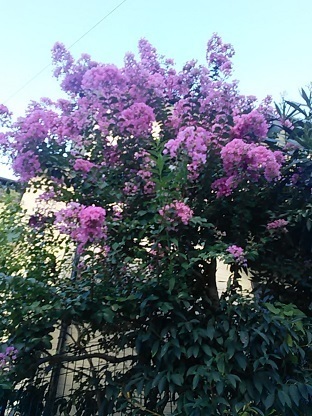 DSC_0190.JPG