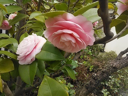 DSC_0223.JPG