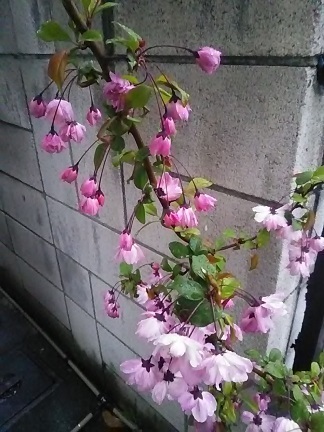 DSC_0460.JPG