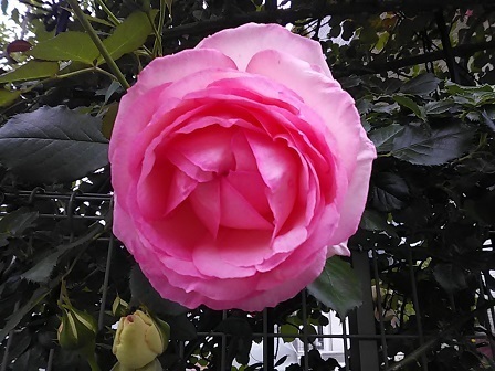 DSC_0498.JPG