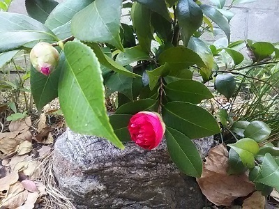 DSC_0608.JPG