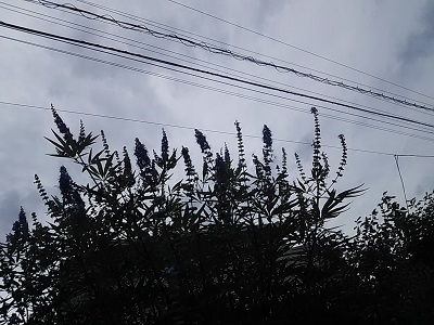 DSC_0613.JPG