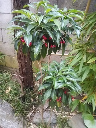 DSC_0624.JPG