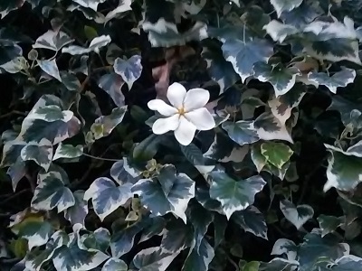 DSC_0670.JPG