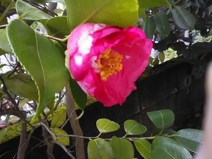DSC_0871.JPG