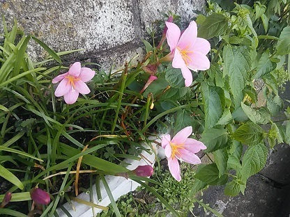 DSC_1001.JPG