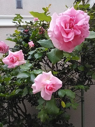 DSC_1022.JPG