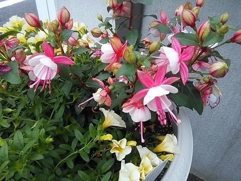 DSC_1066.JPG