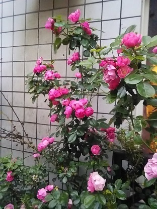 DSC_1083.JPG