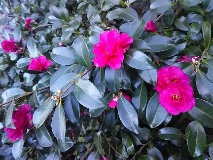 DSC_1085.JPG