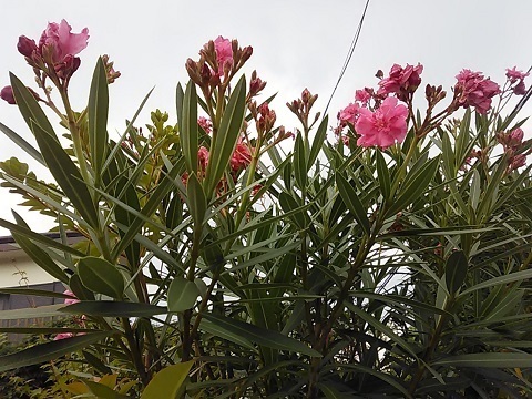 DSC_1105.JPG
