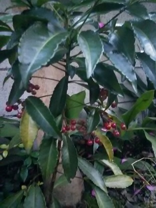 DSC_1157.JPG