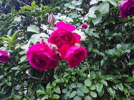 DSC_1498.JPG