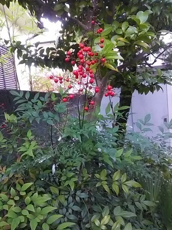 DSC_1678.JPG