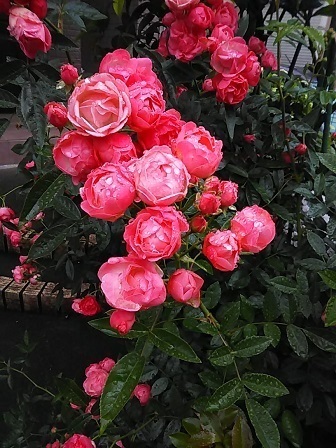 DSC_1711.JPG