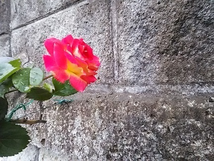 DSC_2007.JPG