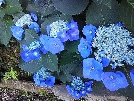 DSC_2240.JPG