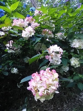 DSC_2268.JPG