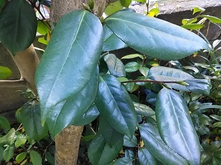 DSC_2306.JPG