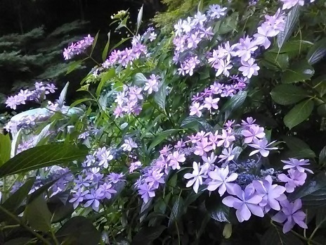 DSC_2337.JPG