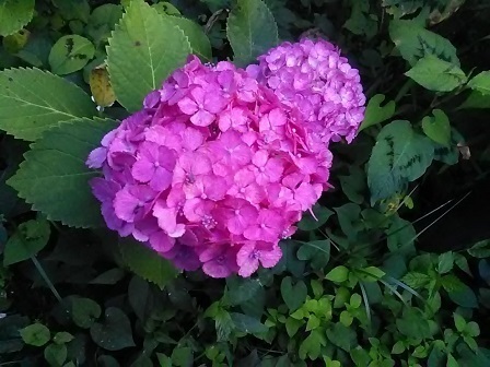 DSC_2396.JPG