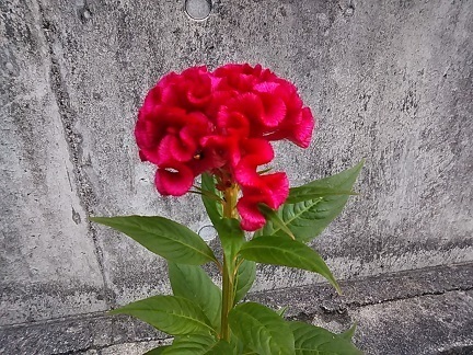 DSC_2412.JPG