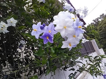 DSC_2486.JPG