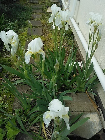 DSC_3429.JPG