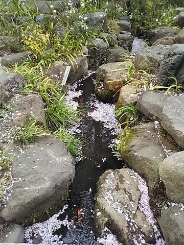 DSC_4004.JPG