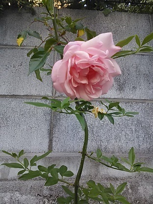DSC_4187.JPG