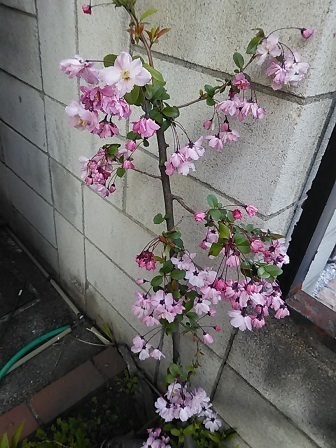 DSC_5109.JPG