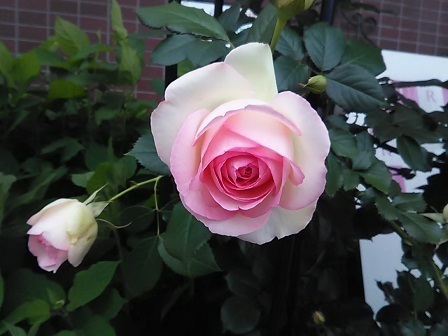 DSC_5118.JPG