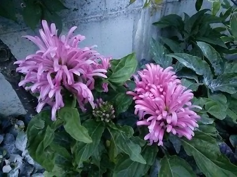 DSC_5194.JPG