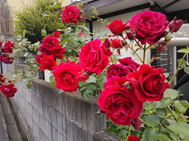 DSC_5285.JPG