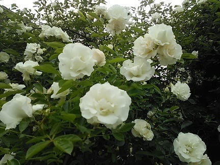 DSC_5874---.JPG