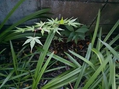 DSC_6058.JPG