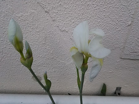 DSC_8286.JPG